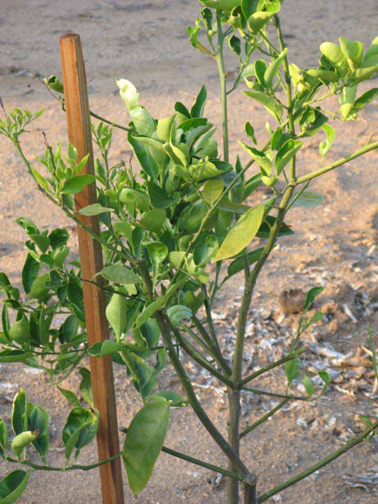             Habit (Riverside, CA)       